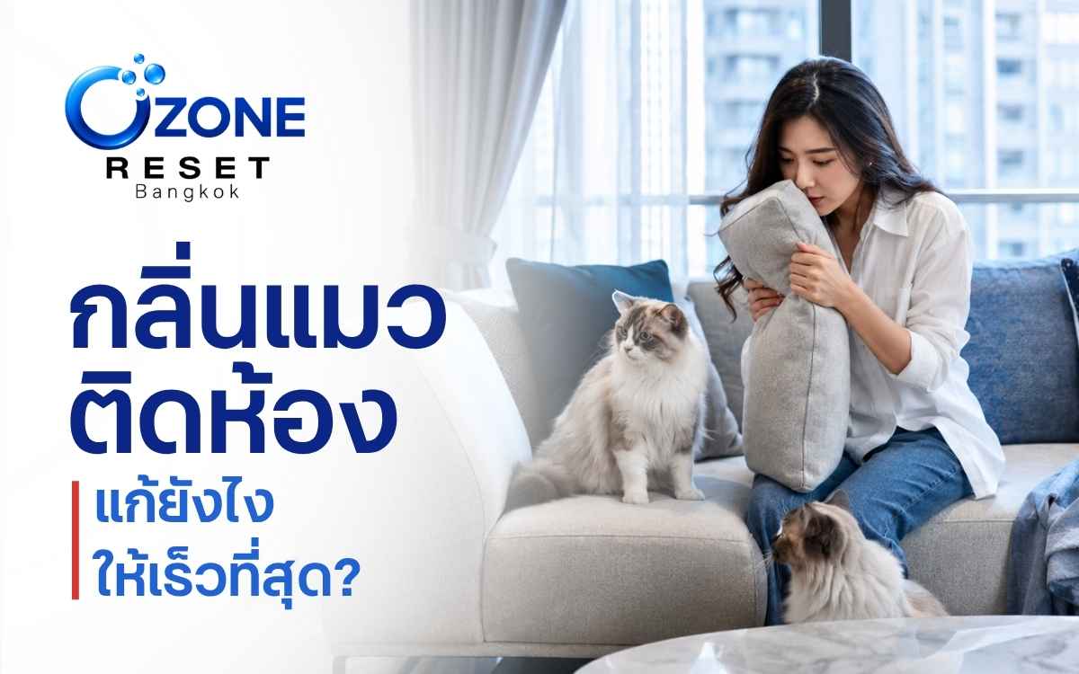 กลิ่นแมวติดห้องในคอนโด หลังทำความสะอาดแล้วยังมีกลิ่นตกค้าง