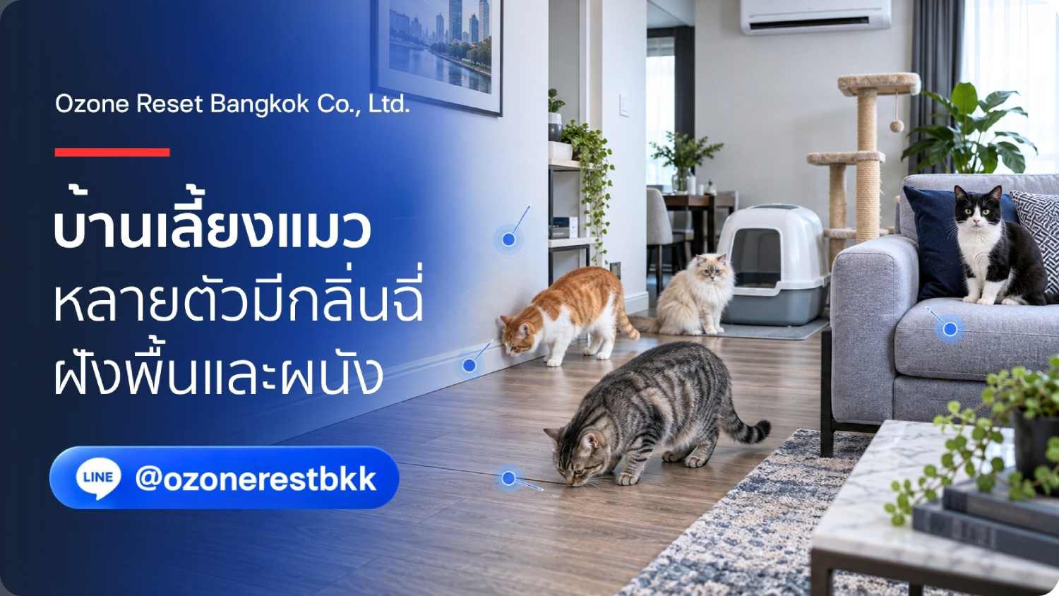 บ้านเลี้ยงแมว หลายตัวมีกลิ่นฉี่ ฝังพื้นและผนัง อบโอโซนกำจัดกลิ่นแมว กลิ่นฉี่แมว Ozone Reset Bangkok